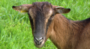 Appendice minima: il ruggito della capra